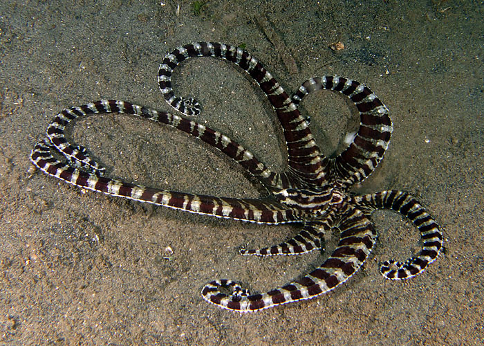 Thaumoctopus mimicus (Polpo imitatore)